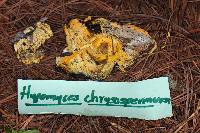 Hypomyces chrysospermus image