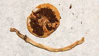 Leratiomyces squamosus var. thraustus image