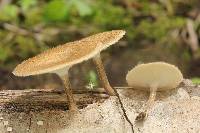 Polyporus arcularius image