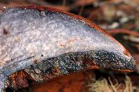 Boletus dupainii image