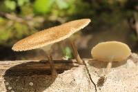 Polyporus arcularius image