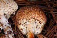 Lepiota magnispora image