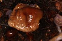 Cortinarius vanduzerensis image