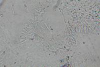 Gloeoporus dichrous image