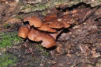 Psilocybe yungensis image