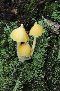 Entoloma murrayi image