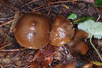 Psilocybe muliercula image