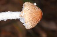 Lepiota clypeolaria image