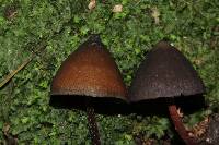 Psilocybe neoxalapensis image