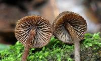 Psilocybe heimii image