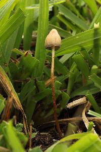 Psilocybe mexicana image