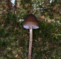 Psilocybe neoxalapensis image