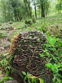 Trametes versicolor image