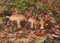 Amanita amerirubescens image