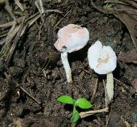 Hypomyces cervinigenus image