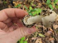 Amanita tuza image