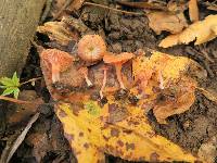 Laccaria laccata image