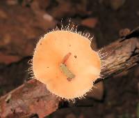 Polyporus tricholoma image