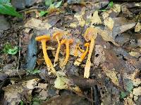 Cantharellus ignicolor image