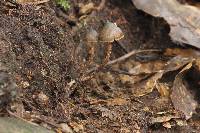 Psilocybe neoxalapensis image