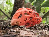 Clathrus crispus image