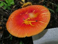 Cantharellus minor image