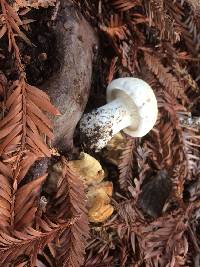 Leucopaxillus albissimus image