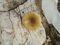 Russula foetens image