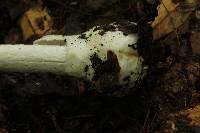 Amanita arocheae image