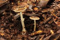 Amanita solaniolens image