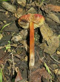 Hygrocybe conica image