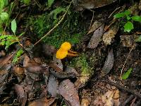 Cantharellus minor image