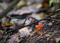 Hygrocybe cantharellus image