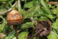 Psilocybe mexicana image