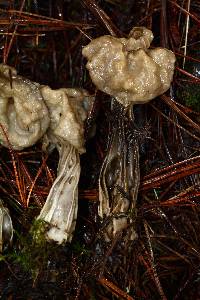 Helvella lacunosa image