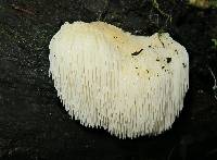 Hericium erinaceus image