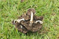 Psilocybe cubensis image