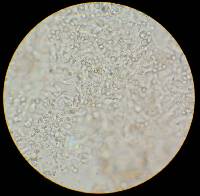 Asproinocybe nodulospora image
