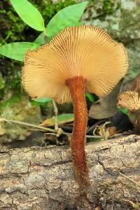 Lentinus velutinus image