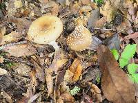 Amanita pantherina image