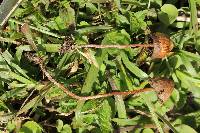 Psilocybe mexicana image