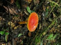 Amanita jacksonii image