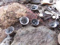 Cyathus stercoreus image