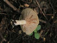 Asproinocybe nodulospora image