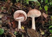 Agaricus subrutilescens image