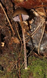 Psilocybe neoxalapensis image