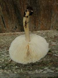 Megacollybia rodmanii image