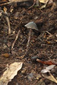 Psilocybe neoxalapensis image