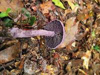 Cortinarius violaceus image