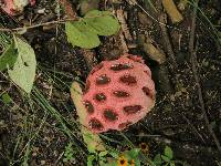 Clathrus crispus image